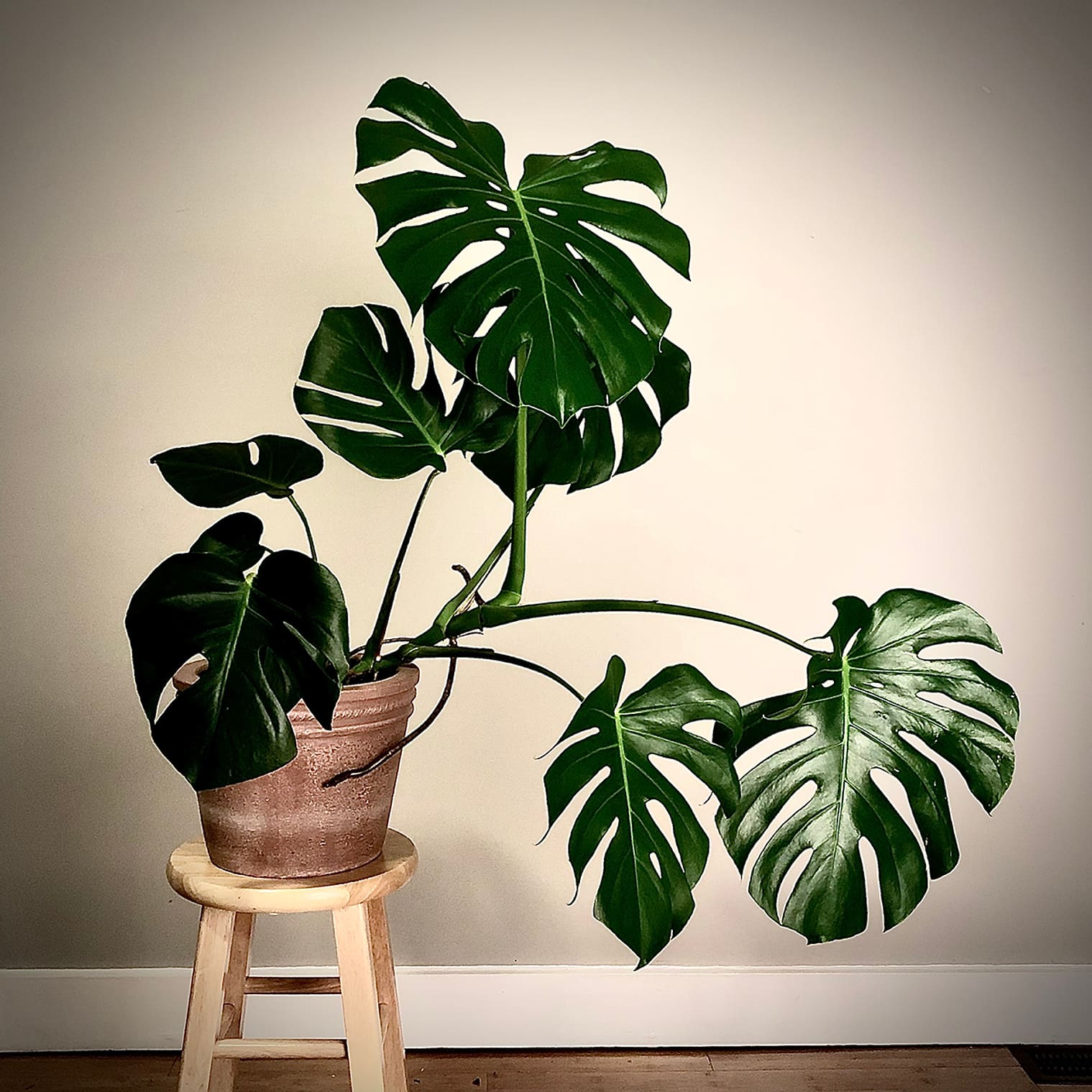 monstera